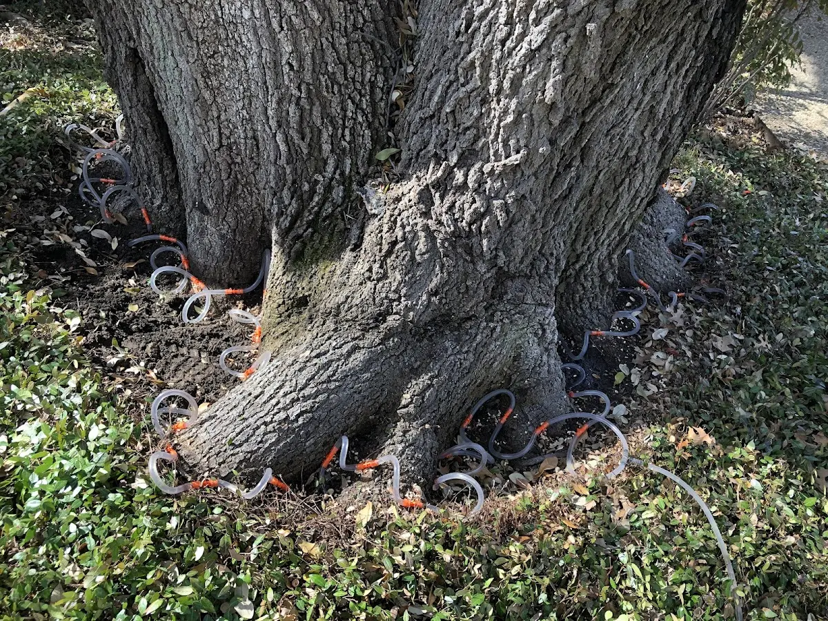 Detailed Tree Cabling and Bracing job site in Weymouth
