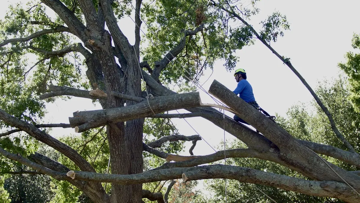 Professional Crown Thinning performed by certified arborists in Weymouth