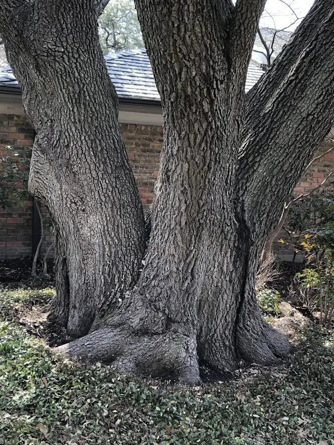 Mature heritage tree close to a Weymouth property cared for by certified arborists